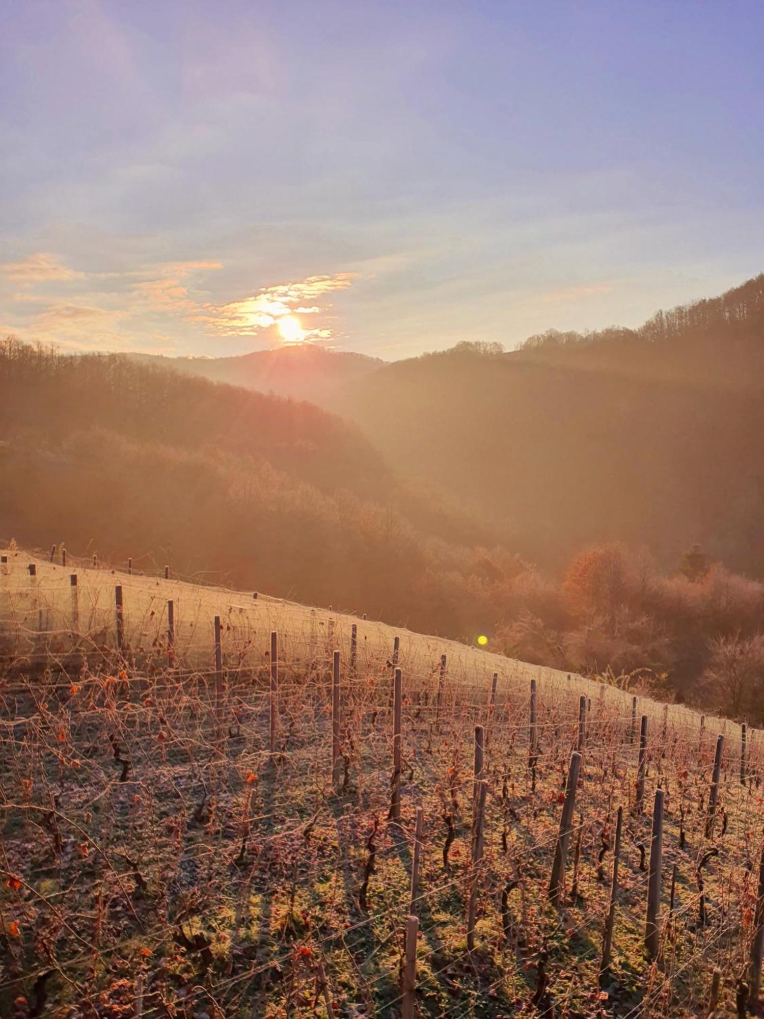 Vineyard Cottage Matej Trebnje Luaran gambar