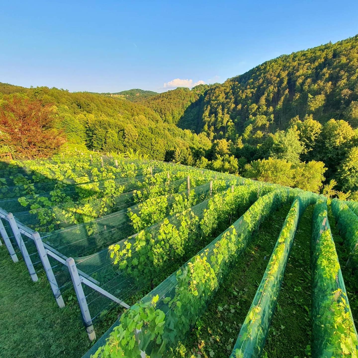 Vineyard Cottage Matej Trebnje Luaran gambar